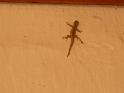 425 Guard gecko